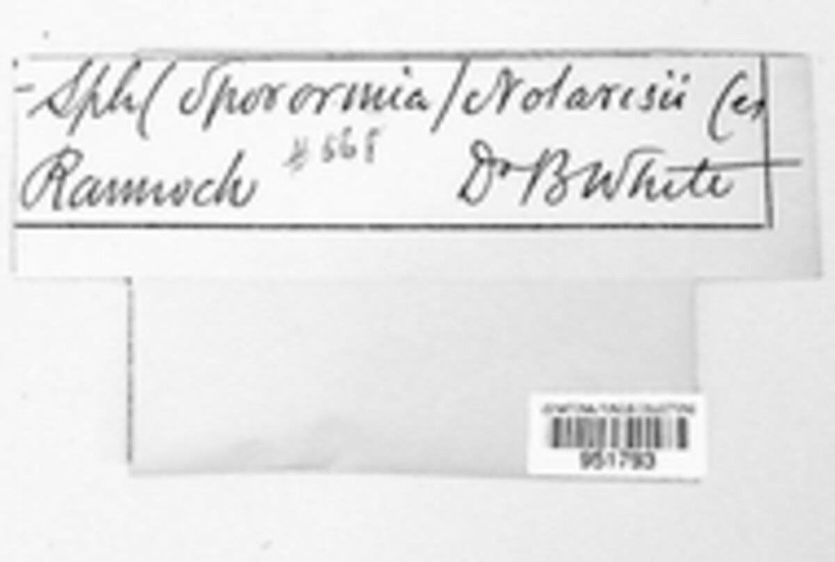 Valsaria insitiva image